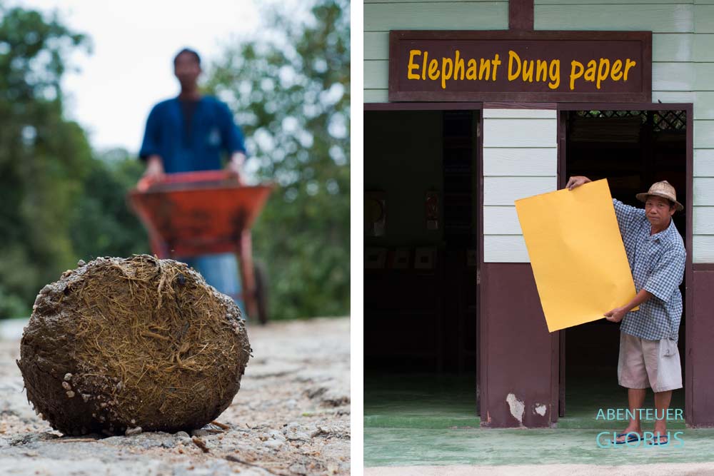 Herstellung von Papier aus Elefantendung im Thai Elephant Conservation Center in Lampang, Thailand.