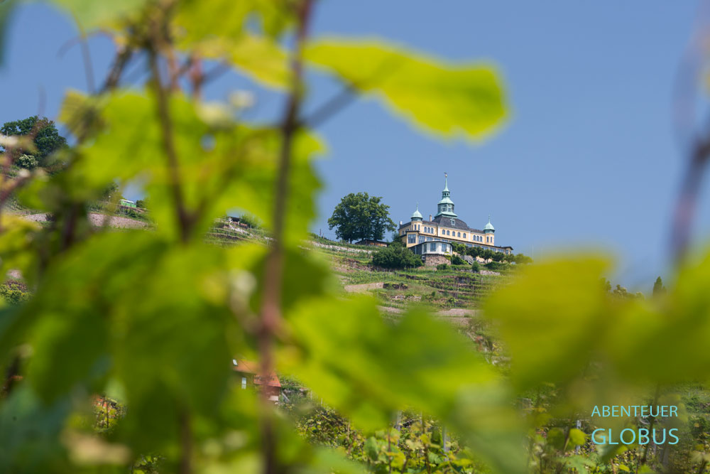 Im Vordergrund Weinreben, dahinter das Spitzhaus über den Weinbergen am Sächsischen Weinwanderweg und der Sächsischen Weinstraße in Radebeul