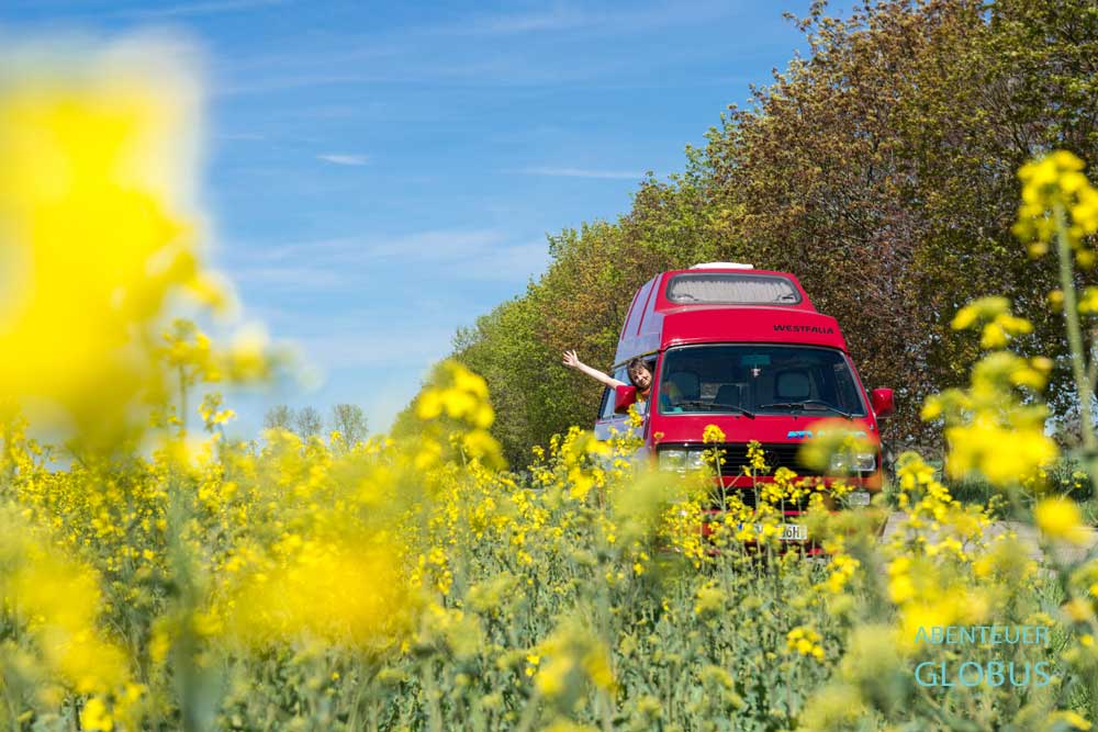 Roter Camper vor einem Rapsfeld im Elbsandsteingebirge