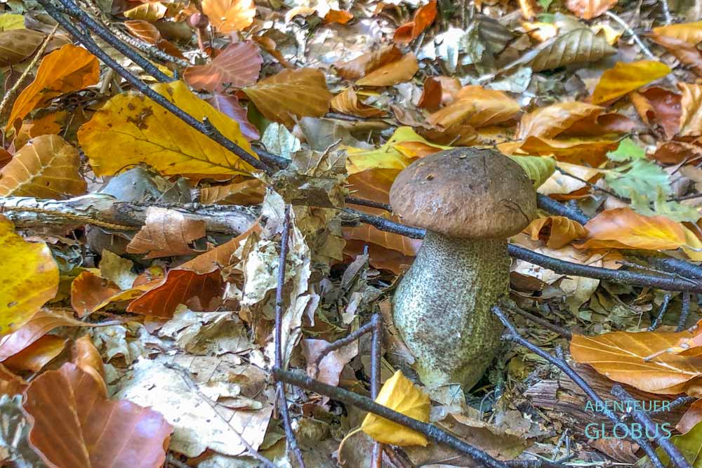 Birkenpilz am Malerweg im Hohnsteiner Wald, Elbsandsteingebirge