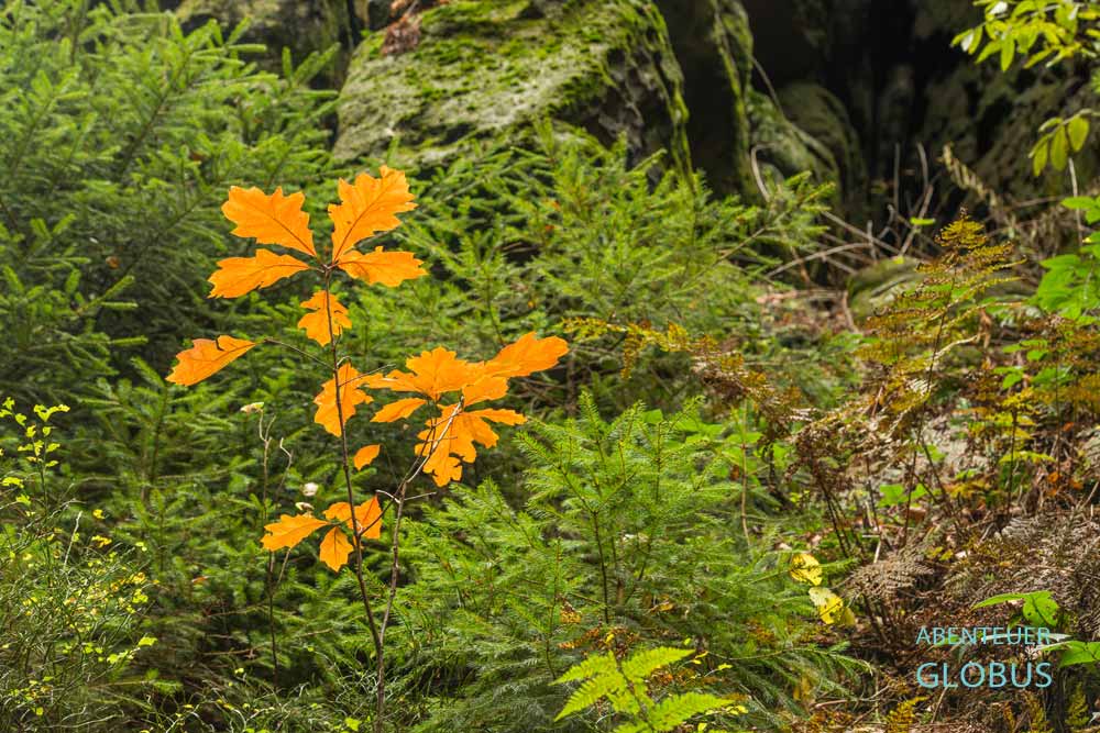 Vegetation in den Schwedenlöchern im Elbsandsteingebirge, Sachsen