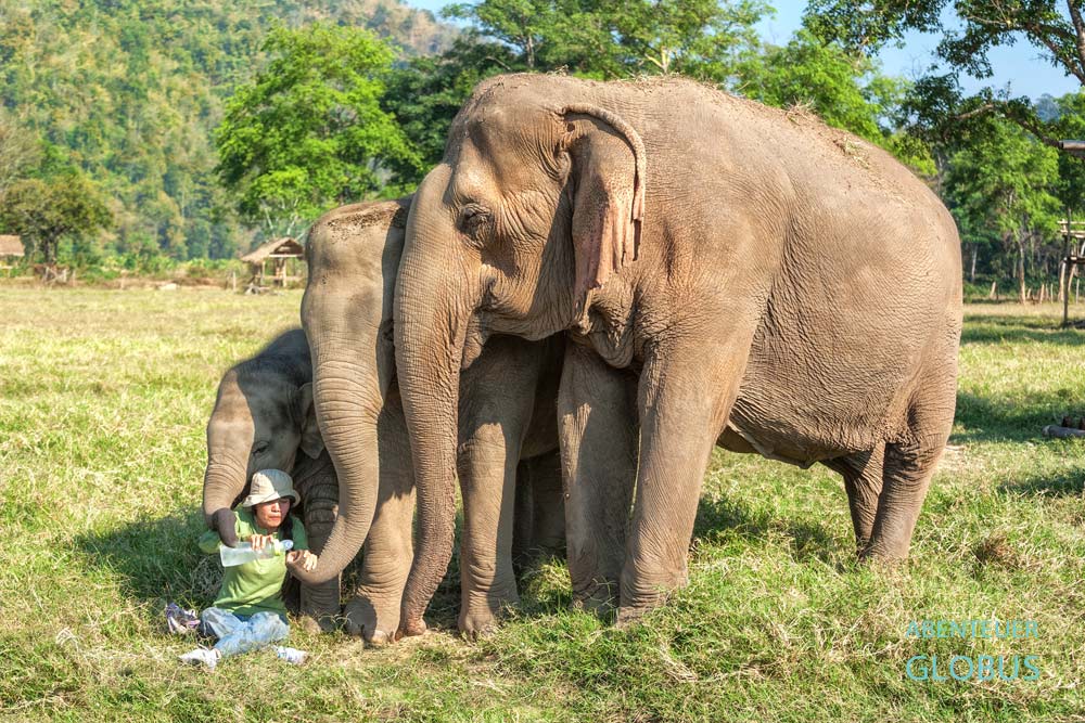 Sangduen „Lek“ Chailert mit drei Elefanten im Elephant Nature Park in Chiang Mai, Thailand.