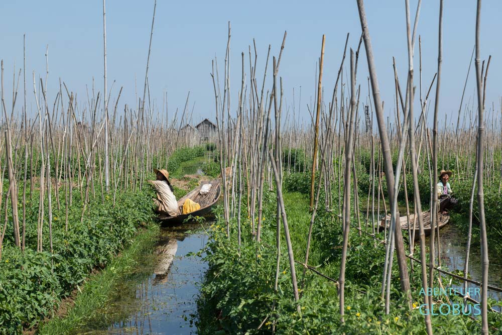 Im schwimmenden Garten des Inle-Sees sitzen zwei Intha-Frauen in ihren Holzbooten und kümmern sich um die Tomatenpflanzen.