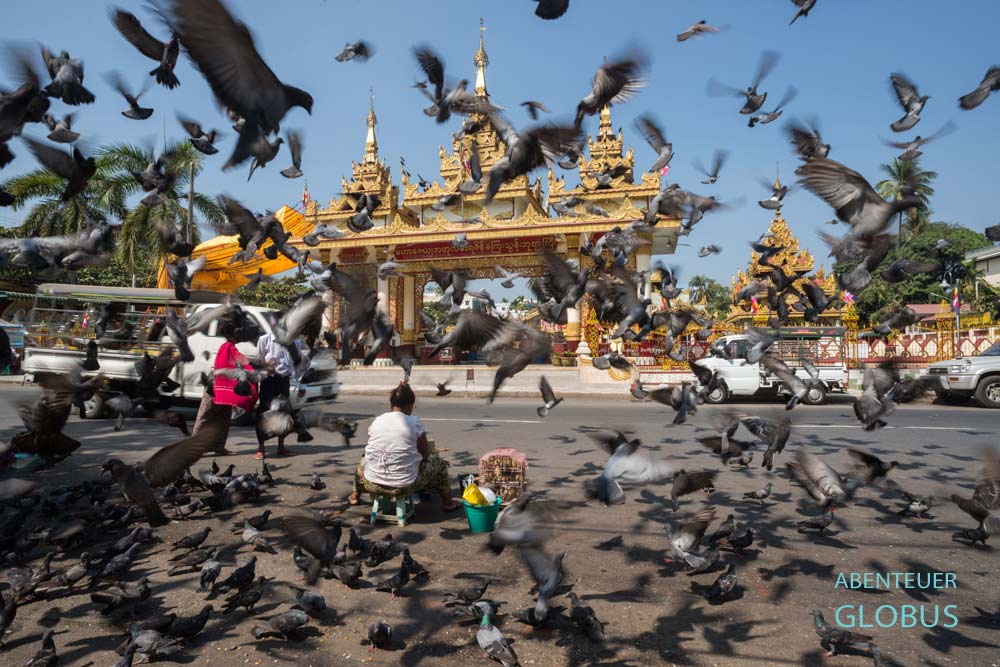 Aufgescheuchte Tauben um eine Futterverkäuferin vor der Shwedagon-Pagode in Yangon