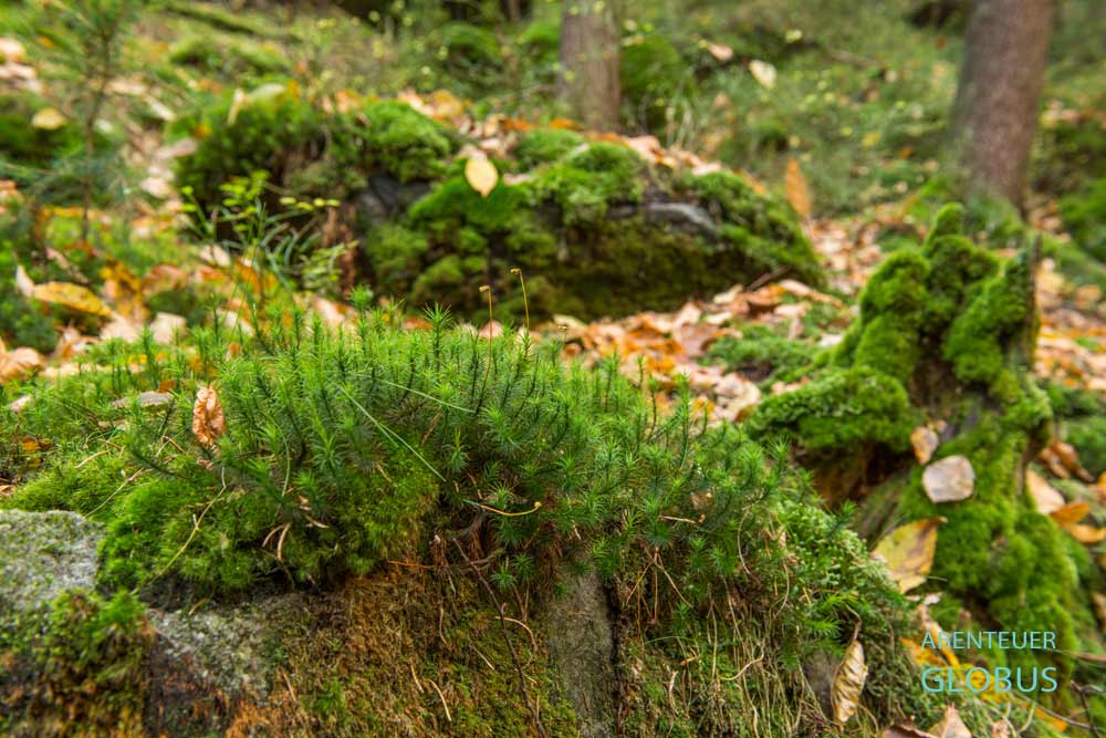 Moose und Flechten am Fels im Uttewalder Grund bei Wehlen, Elbsandsteingebirge