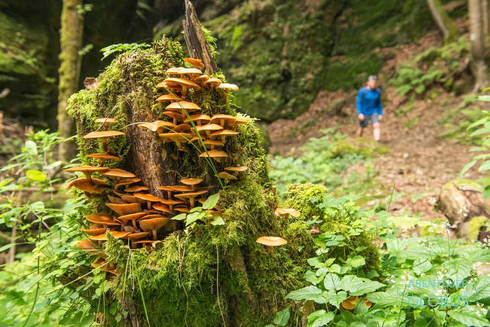 Pilze an einem bemoosten Baumstumpf, dahinter ein Wanderer im Uttewalder Grund, Sächsische Schweiz