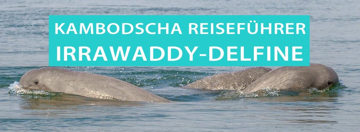 Irrawaddy-Delfine in Kampi, Kambodscha