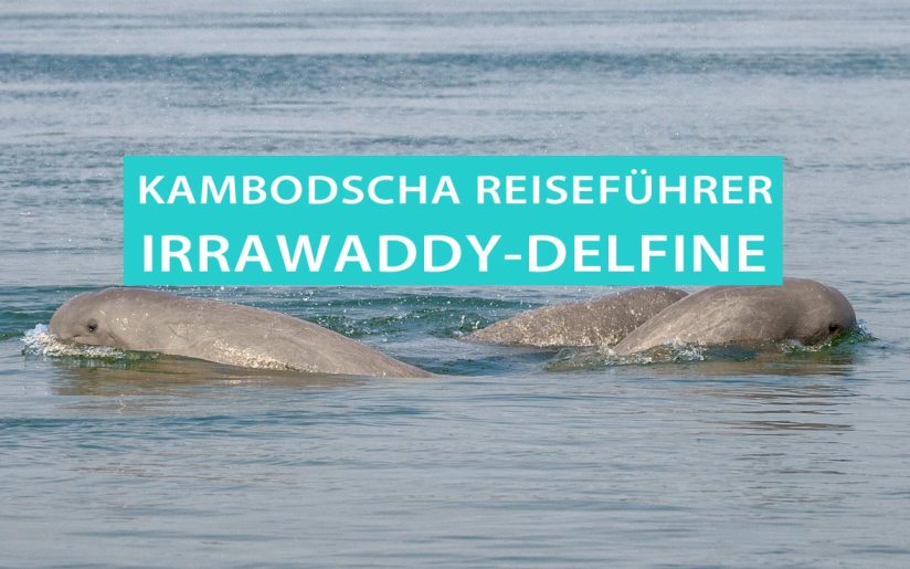 Irrawaddy-Delfine in Kampi, Kambodscha