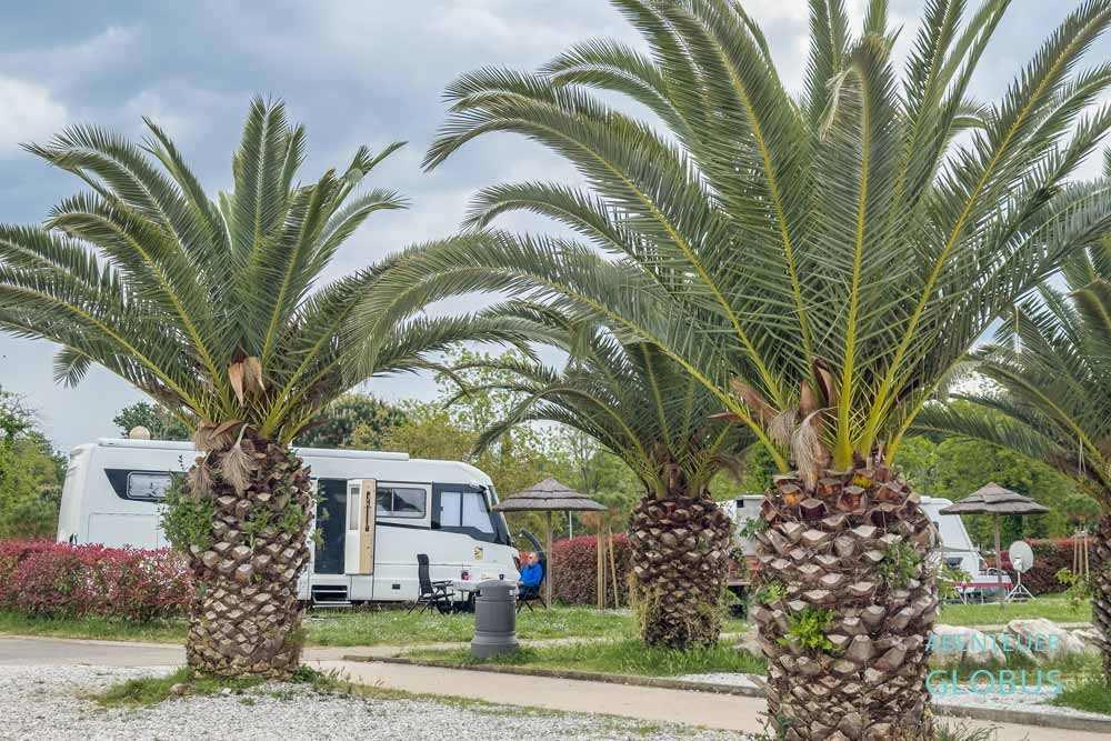 Große Palmen und Wohnmobil auf dem Campingplatz Aminess Planet Camping Maravea bei Novigrad, Istrien, in Kroatien