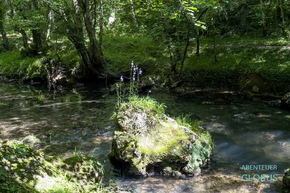 Felsen mit Blumen im Fluss Krupa in Krupa na Vrbasu, Bosnien und Herzegowina