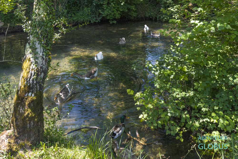 Gänse und Enten auf dem Fluss Krupa in Krupa na Vrbasu