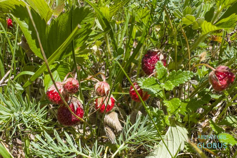 Walderdbeeren auf einer Wiese an der Steinbrücke Kameni Most bei Krupa na Vrbasu