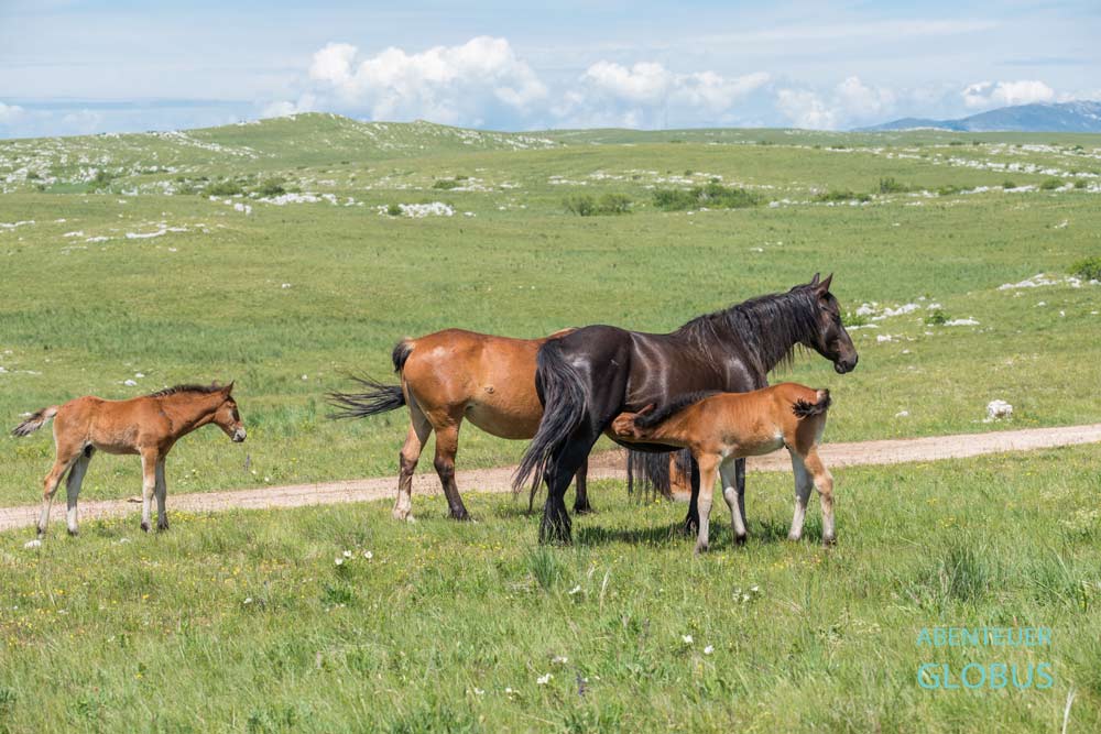 Stuten mit Fohlen, Wildpferde auf dem Plateau Kruzi bei Livno