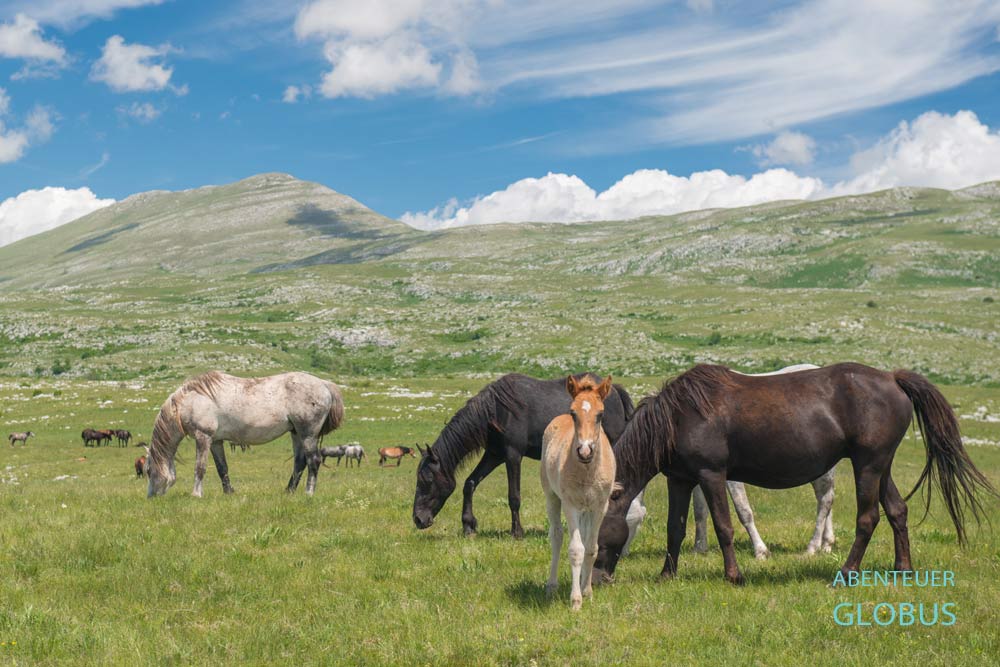 Wildpferde mit Fohlen auf dem Hochplateau Kruzi bei Livno, daninter der Berg Cincar