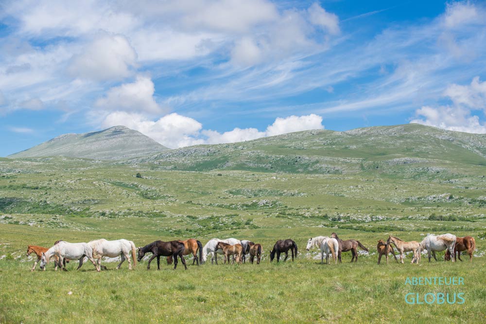 Wildpferde mit Fohlen auf dem Kruzi-Plateau, im Hintergrund der Berg Cincar, bei Livno, Bosnien und Herzegowina