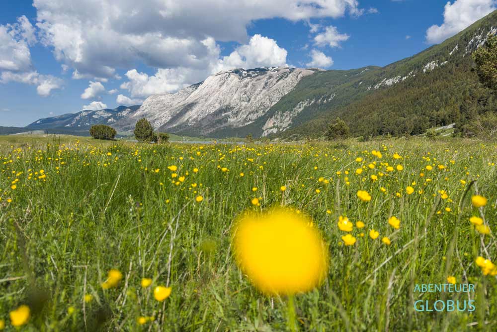 Gelbe Blumen auf einer Wiese am See Blidinje Jezero im Naturpark Blidinje 