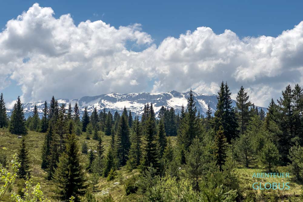 Tannen, dahinter das schneebedeckte Cvrsnica-Gebirge im Naturpark Blidinje in Bosnien und Herzegowina
