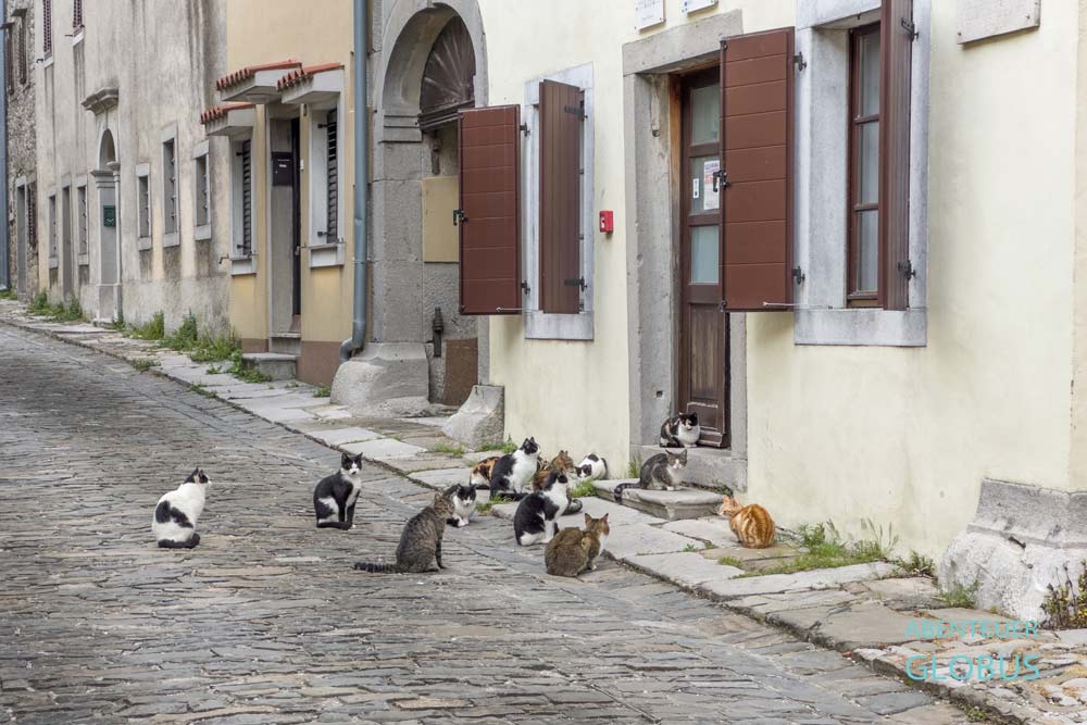 Viele Katzen in der Hauptgasse in Draguc, hier vor dem Eingang zum Freskenmuseum