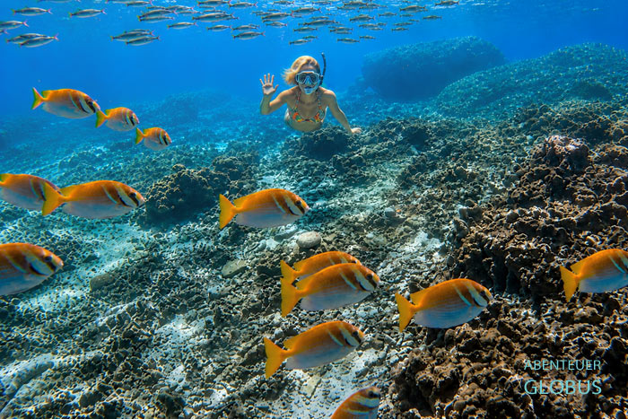 Schnorchlerin und bunte Fische über dem Meeresboden nahe Koh Tao.