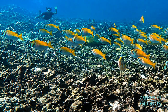 Schnorchlerin und bunte Fische über dem Meeresboden nahe Koh Tao.