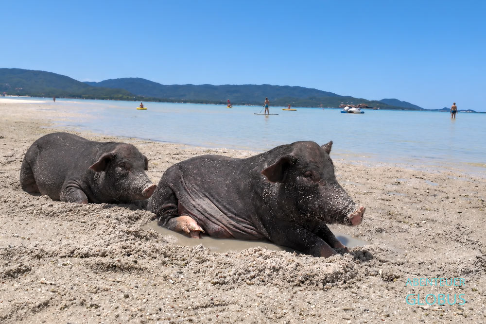 Zwei Schweine liegen am Sandstrand der Schweineinsel Koh Madsum, dahinter das Meer.