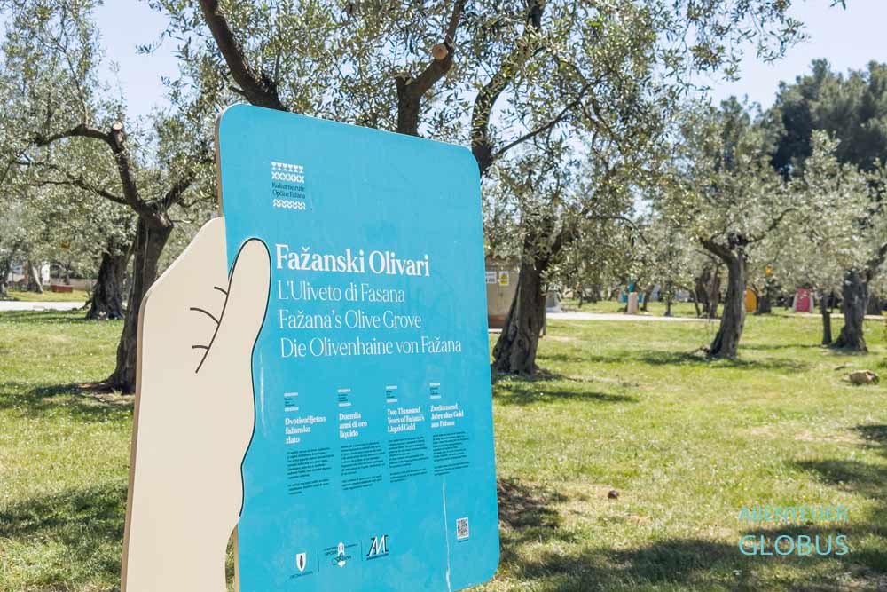 Informationstafel im Olivenhain in Fažana